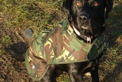 Cotswold Aquarius Dog Jacket Woodland Camo Cotswold Aquarius Dog Jacket Woodland Camo