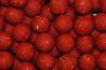 Essential Baits Shellfish B5 Frozen Boilies