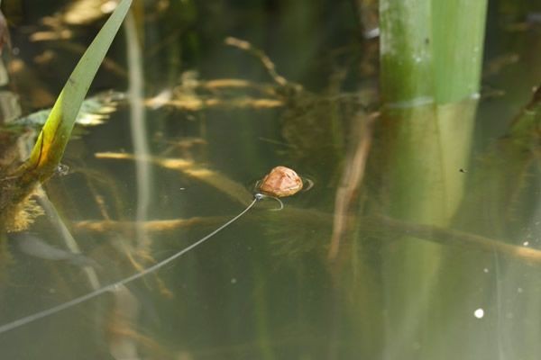 Korda Kruiser Control