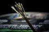 Korda Dark Matter Braid Hooklink 20m