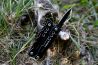 Trakker Multi Tool