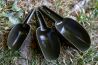 Trakker Bait Scoop Set