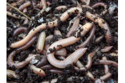 Lobworms