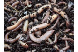 Lobworms 50pc