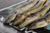 Bait Box Deadbait Whole Eel CLICK AND COLLECT ONLY
