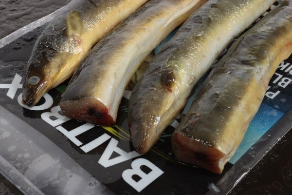 Bait Box Deadbait Eel Sections CLICK AND COLLECT ONLY