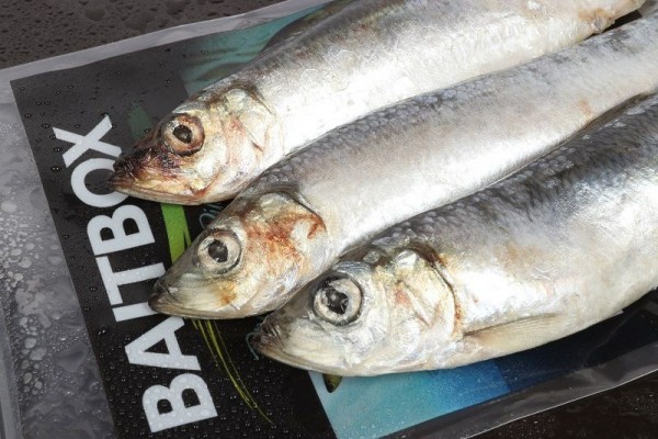 Bait Box Deadbait Herring Medium 8-10 inch CLICK AND COLLECT ONLY