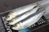 Bait Box Sardines CLICK AND COLLECT ONLY