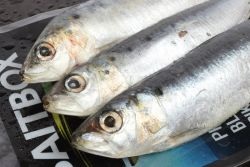 Deadbait Sardines IN STORE ONLY