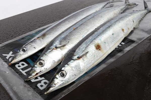 Bait Box Deadbait Blueys