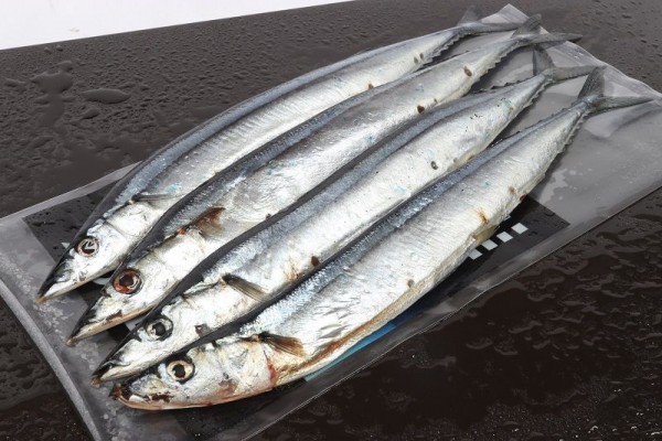 Bait Box Deadbait Mini Bluey