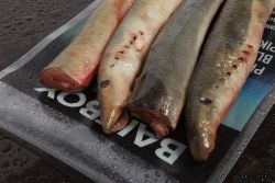 Bait Box Deadbait Lamprey Sections CLICK AND COLLECT ONLY