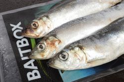 Deadbait Herring Small Jacks IN STORE ONLY