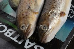 Deadbait Maxi Trout IN STORE ONLY