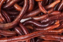 Dendrobaena Worms 250g