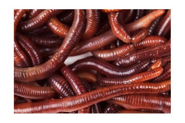 Dendrobaena Worms 250g