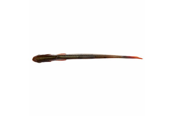 Savage Gear Craft Dying Minnow 7.5cm Perch