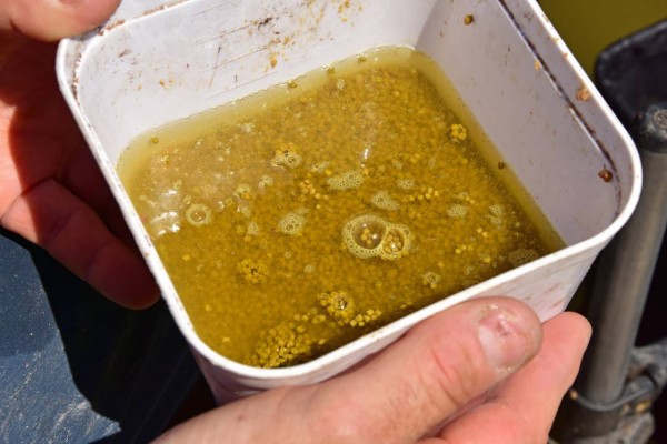 Dynamite Swim Stim F1 Sweet Pellets 900g