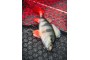 Fox Rage Replicant Ultra Realistic Perch 14cm 52g