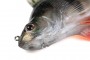 Fox Rage Replicant Ultra Realistic Perch 14cm 52g