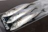 Bait Box Deadbait Medium Mackerel