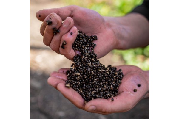 Nash Baits Oliy Hemp 2.5ltr