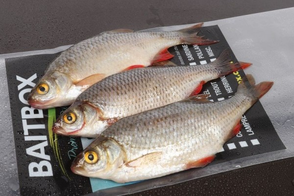 Bait Box Deadbait Roach CLICK AND COLLECT ONLY