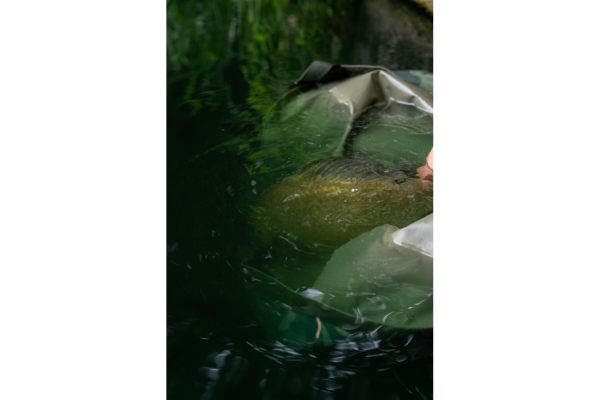 Korum Camo Compact Weigh Sling