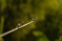 OMC Black Pearl 13ft Spod Rod