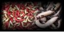 Maggots & Worms